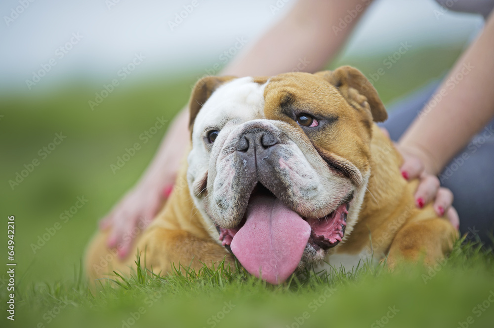 English Bulldog dog puppy laying on the grass outdoors