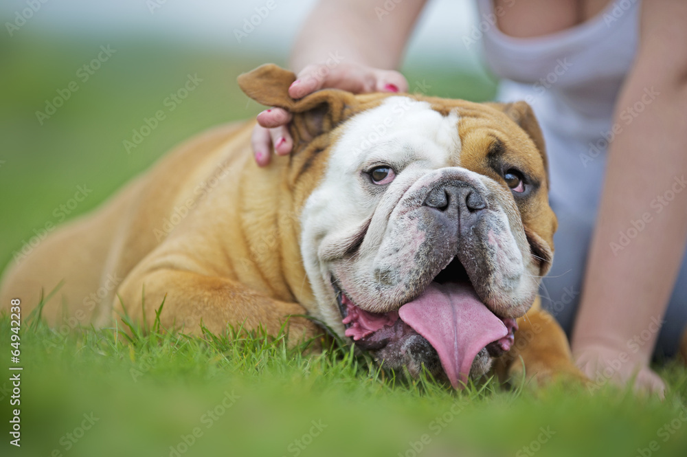 English Bulldog dog puppy laying on the grass outdoors