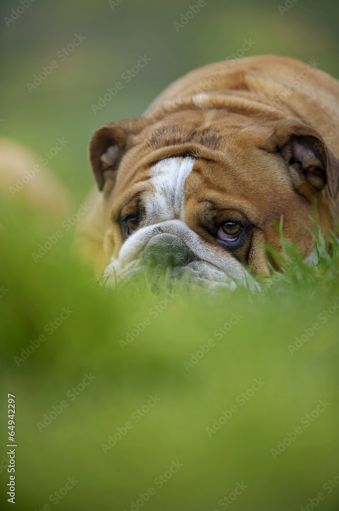 English Bulldog dog puppy laying on the grass portrait outdoors