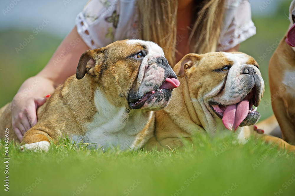 Two Happy English Bulldogs dogs puppies laying on the grass port Two Happy English Bulldogs dogs puppies laying on the grass port