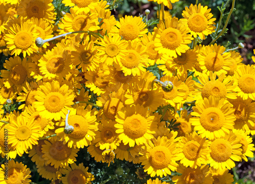 Färberkamille - Anthemis tinctoria photo