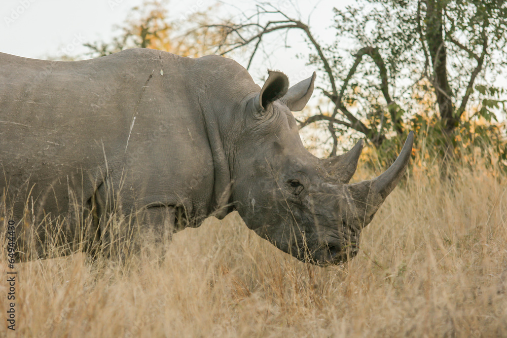 Obraz premium Rhinocéros blanc