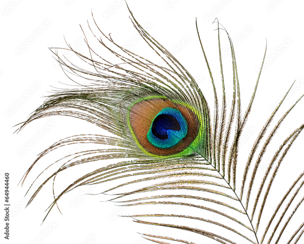 Fototapeta premium Feather of peacock isolated on white background