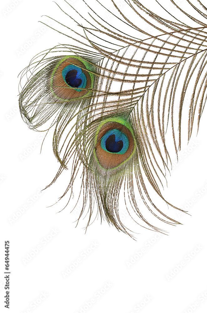 Naklejka premium Feather of peacock isolated on white background