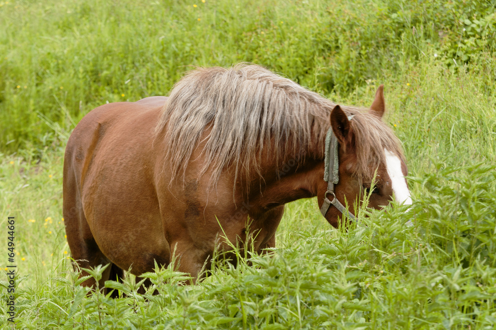 Fototapeta premium horse