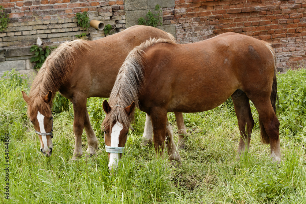 Fototapeta premium horse