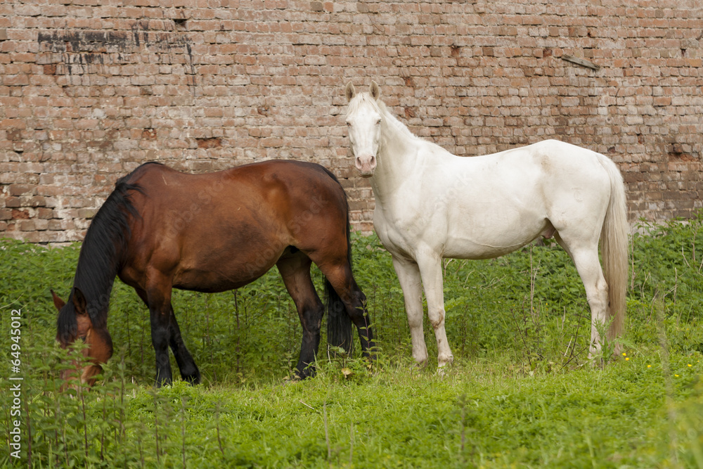 Fototapeta premium horse