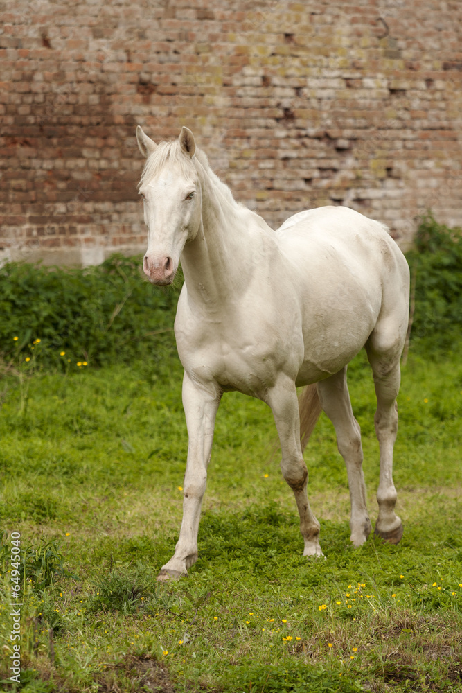 horse horse