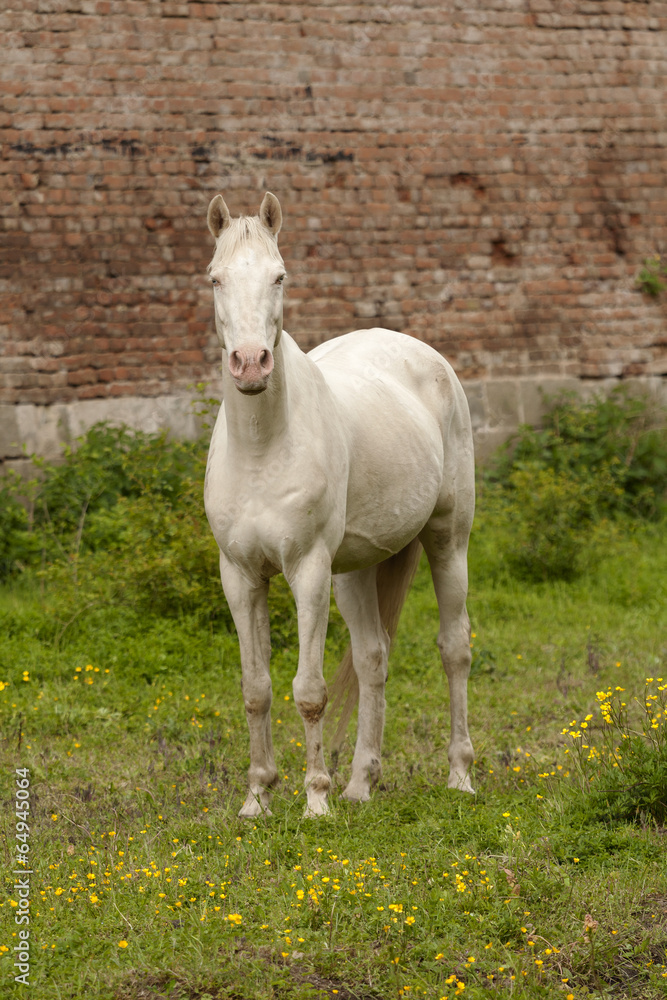 horse horse