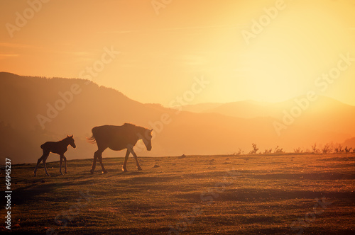 horses silhouette at sunset © mimadeo
