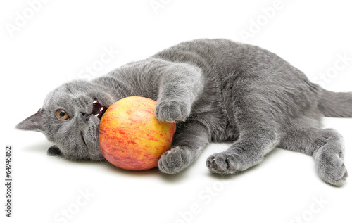gray cat plays with an apple on a white background