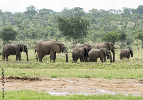 group of elephants in south african wild nature