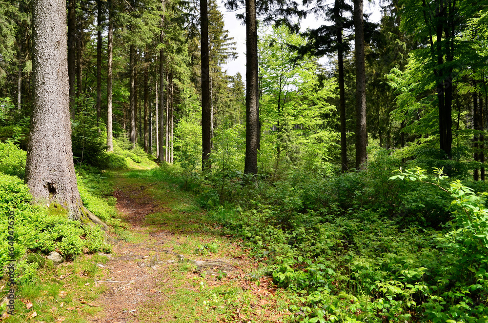 Obraz premium Wald Bach Pflanzen