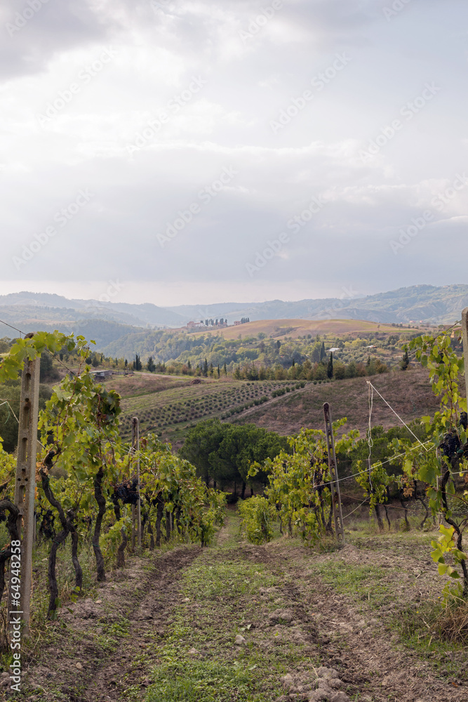 Vineyard in Italy, Tuscany