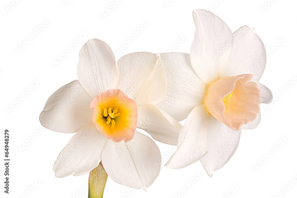 Two flowers of a pink and white jonquil