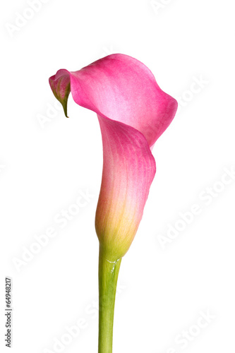 Fototapeta Naklejka Na Ścianę i Meble -  Flower of a pink calla lily isolated on white