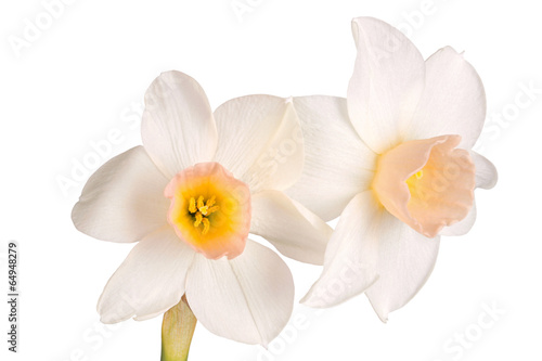 Two flowers of a pink and white jonquil © sbgoodwin