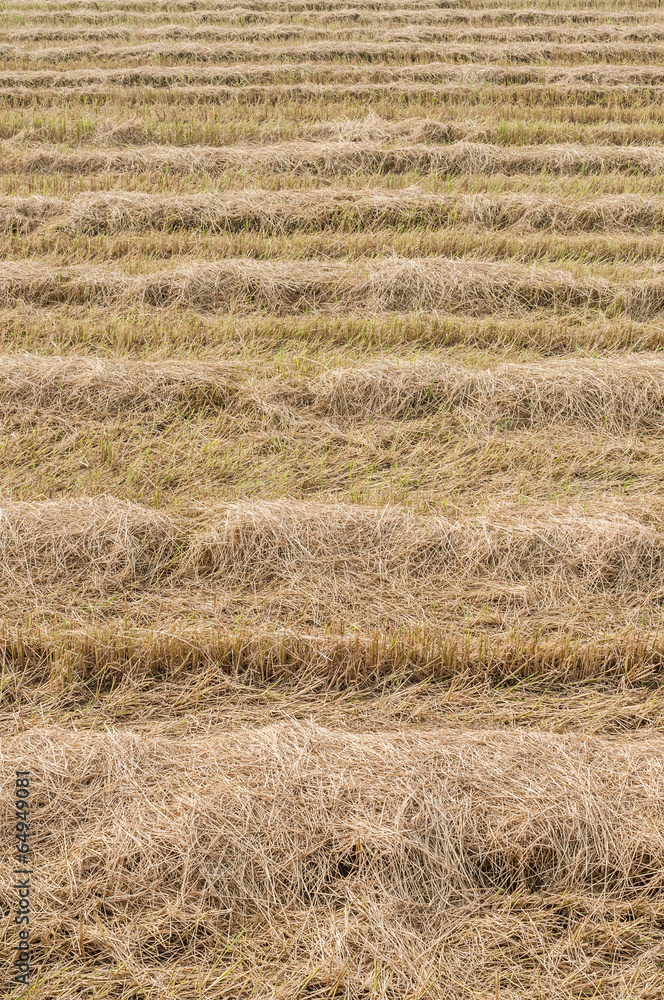 Fototapeta premium Line pattern of farm rice harvest