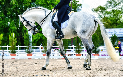 dressage horse and woman rider © GoodPics