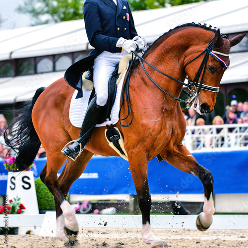 dressage horse and rider - collected trot © GoodPics