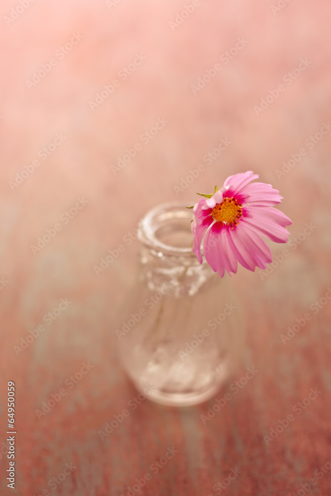 Spring cosmos flower in Glass Bottles Spring cosmos flower in Glass Bottles