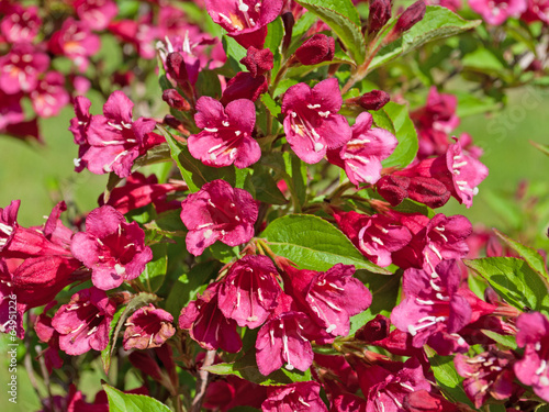 Weigelie - Weigela