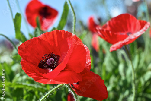 Картината върху платно opium