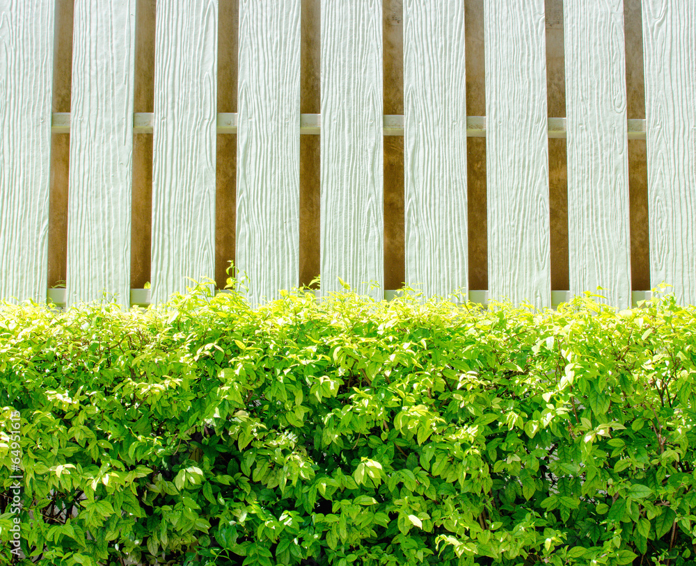 Hedge and white wooden wall