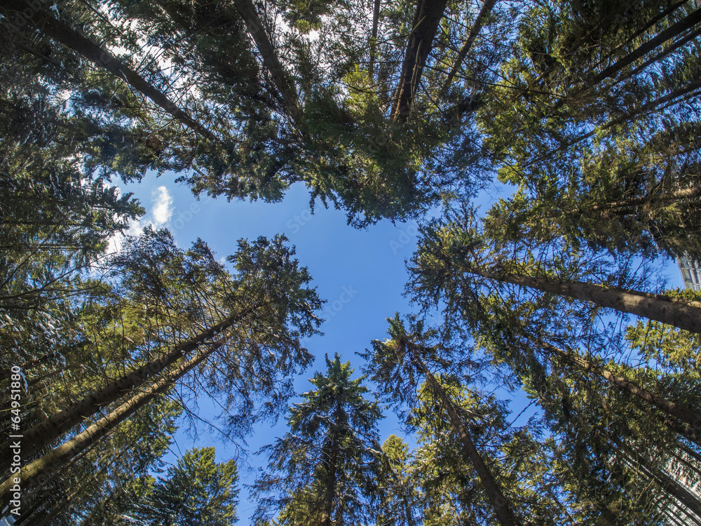 Obraz premium the trees in the spruce forest