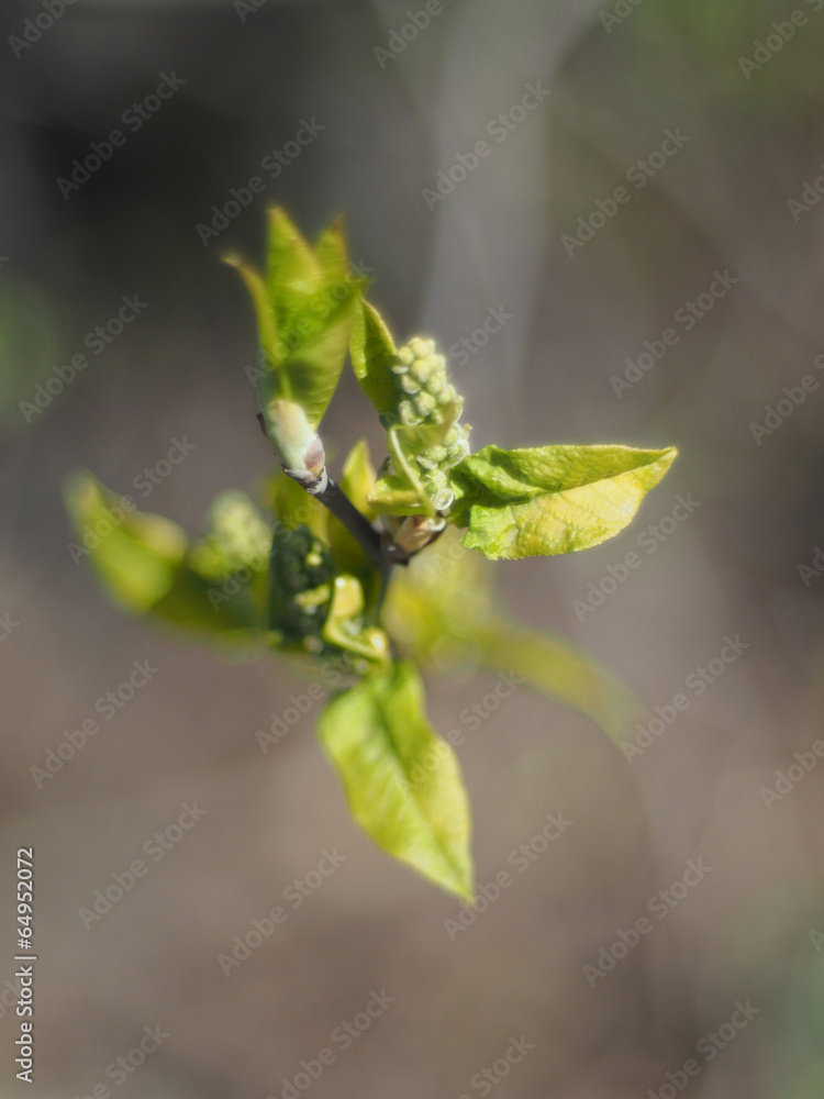 leaves of wild cherry in spring leaves of wild cherry in spring