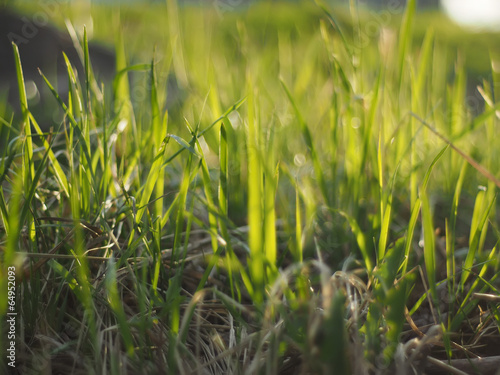 grass © enskanto