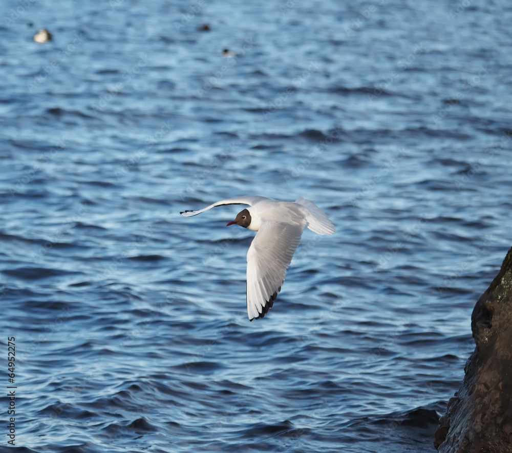 seagull in flight seagull in flight