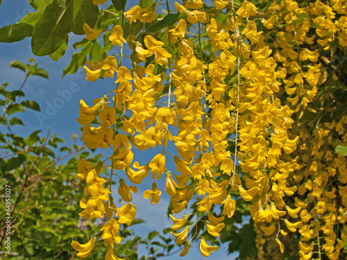 Goldregen - Laburnum photo