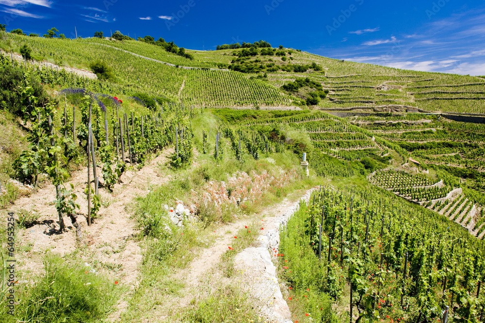 grand cru vineyard, L´Hermitage, Rhone-Alpes, France