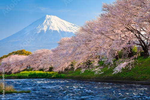 Fuji and Sakura #64953445