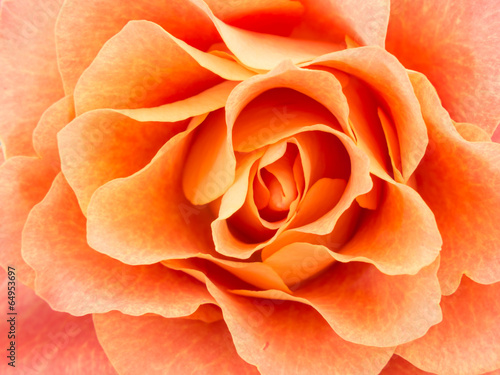Close-up of light colored orange rose