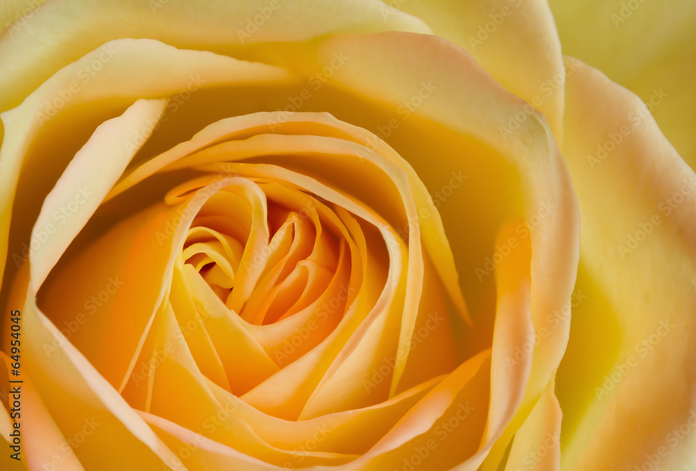 Close up image of orange and yellow rose - obrazy, fototapety, plakaty 
