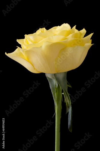 Beautiful yellow rose on a black background