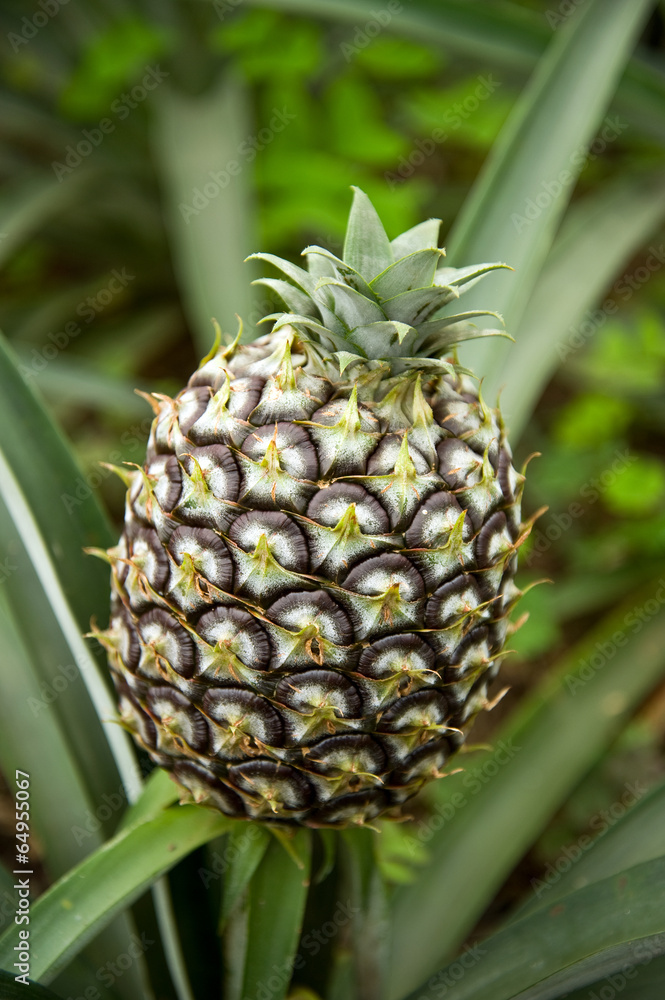 Ananas Ananas