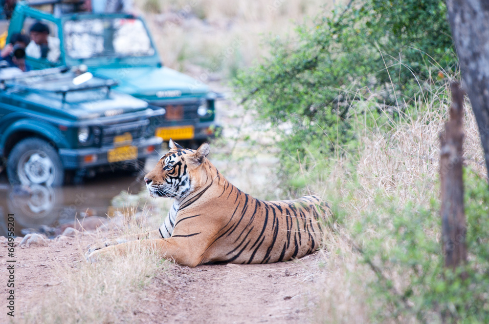Fototapeta premium tiger safari in the ranthambhore national park in rajasthan