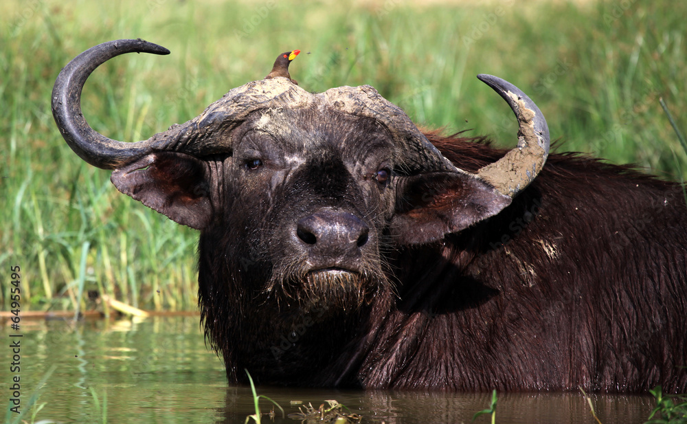 Fototapeta premium African Buffalo and Oxpicker