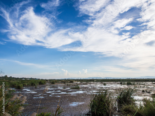 Marsh with reeds photo