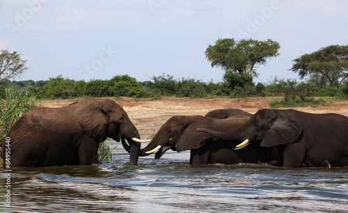 Elephant meeting in the Nile