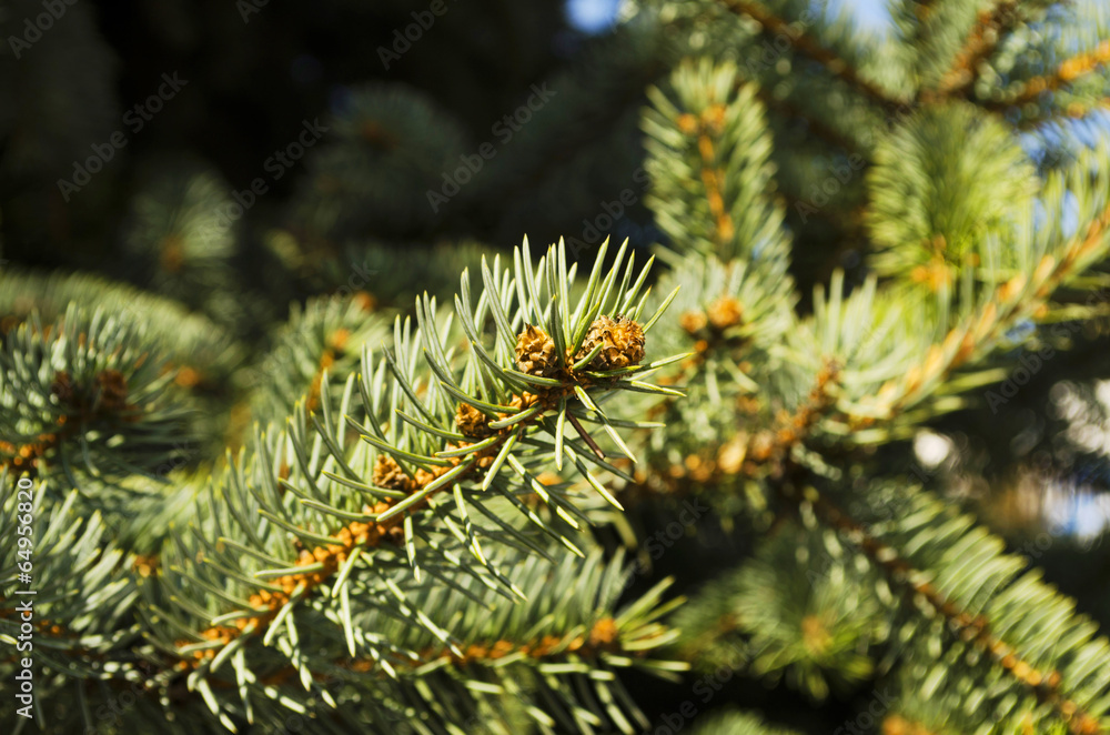 Ever-green fir branches Ever-green fir branches