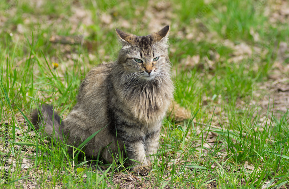 Full body portrait of long-haired cat sitting in spring grass