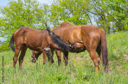 Outdoor feeding in horse's family © Yuri Kravchenko