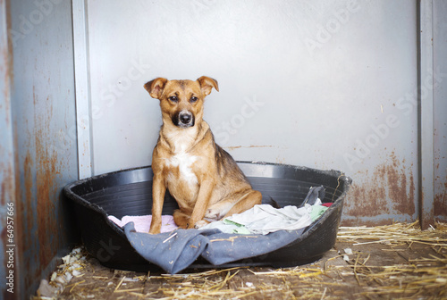Fototapeta Naklejka Na Ścianę i Meble -  Dog in cage