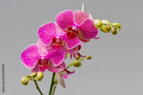 Orchid. photo