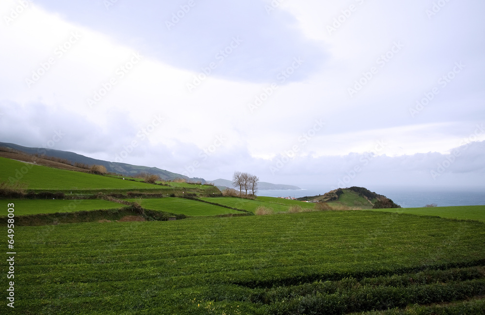 Obraz premium Teefelder