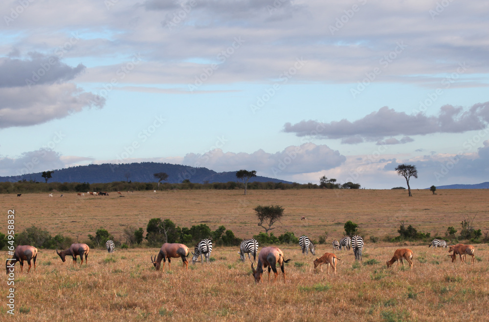 Masai Mara - Kenya